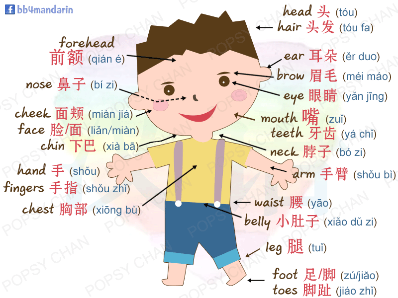 คำศัพท์ภาษาจีนกลาง หมวดร่างกาย